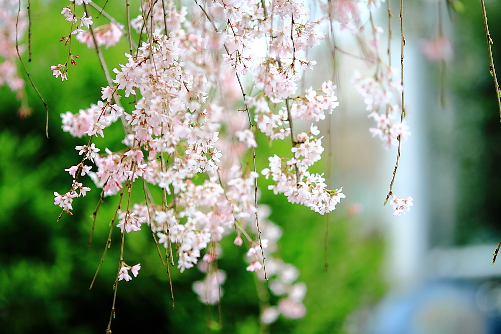 上野公園の桜