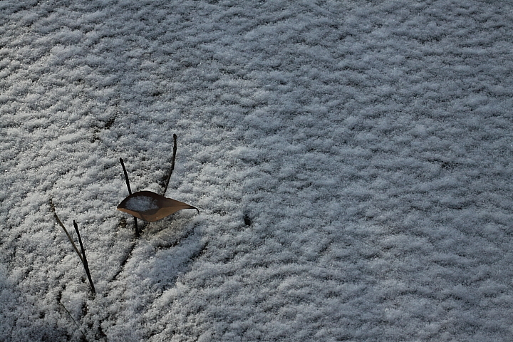 初雪