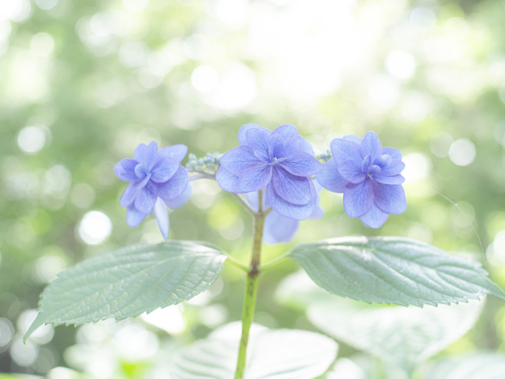紫陽花