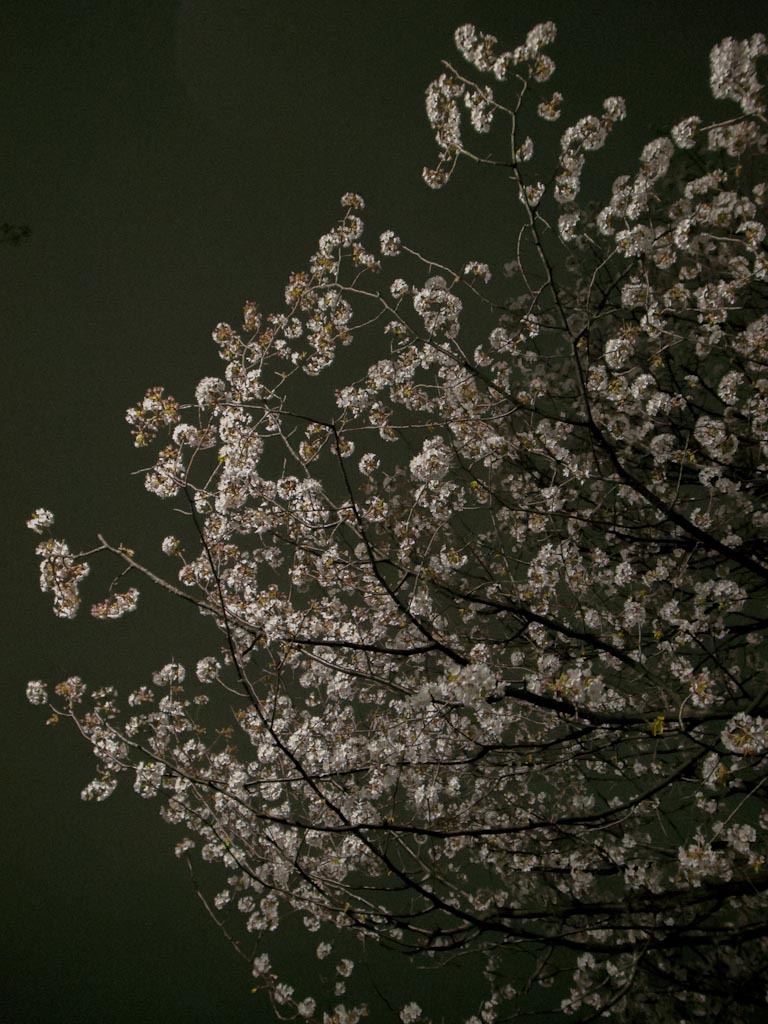 櫻花