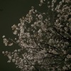 櫻花