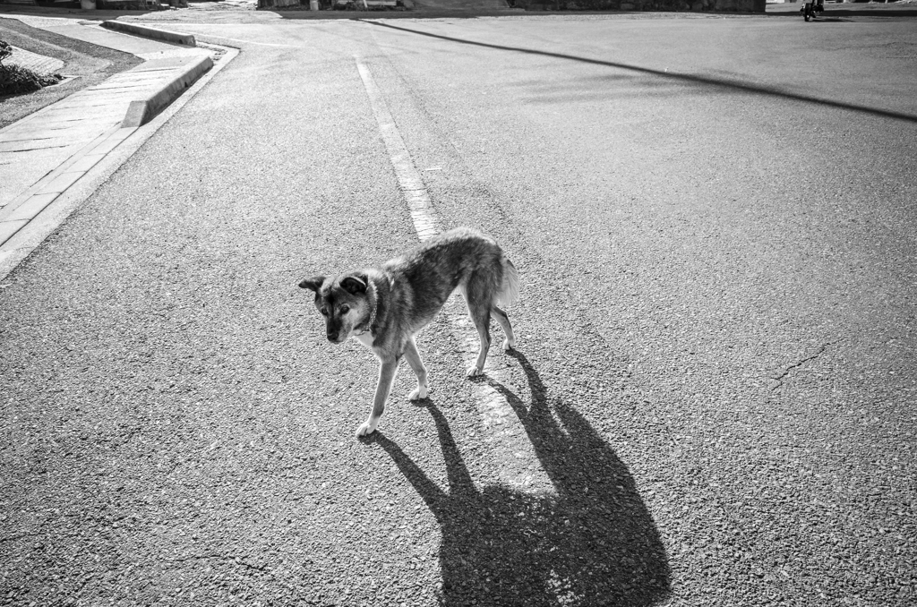 野良犬