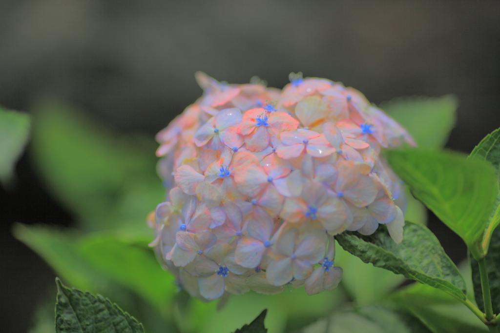 白山神社　紫陽花祭り