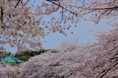 桜を探して〜不忍池