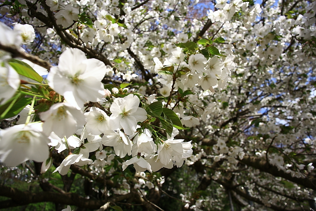 降ってくる桜