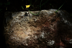 石垣と花