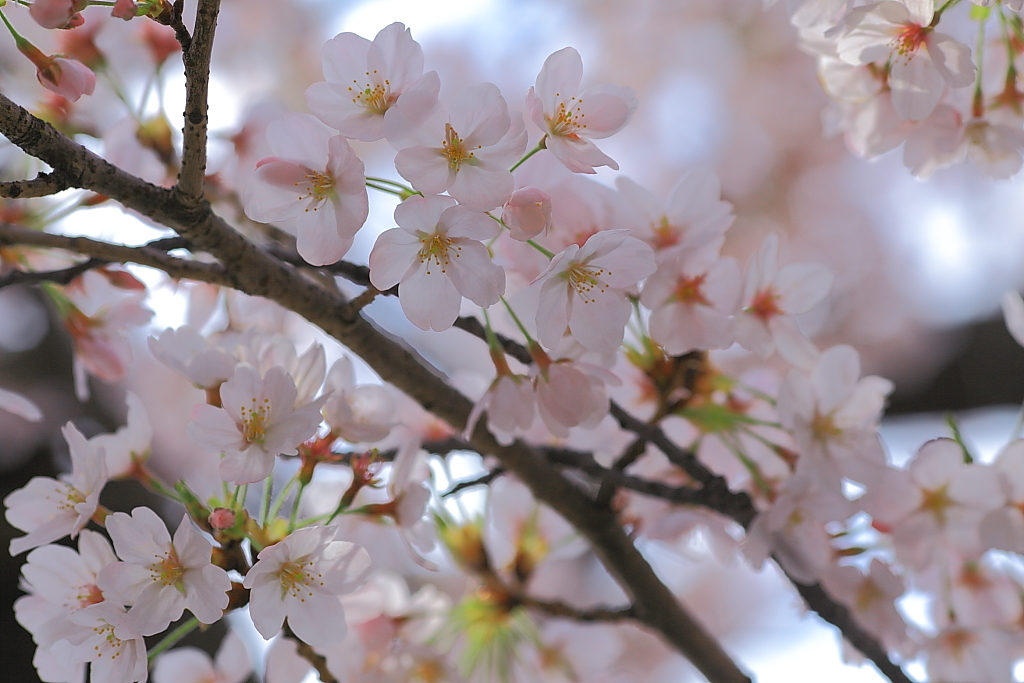 桜を探して〜不忍池