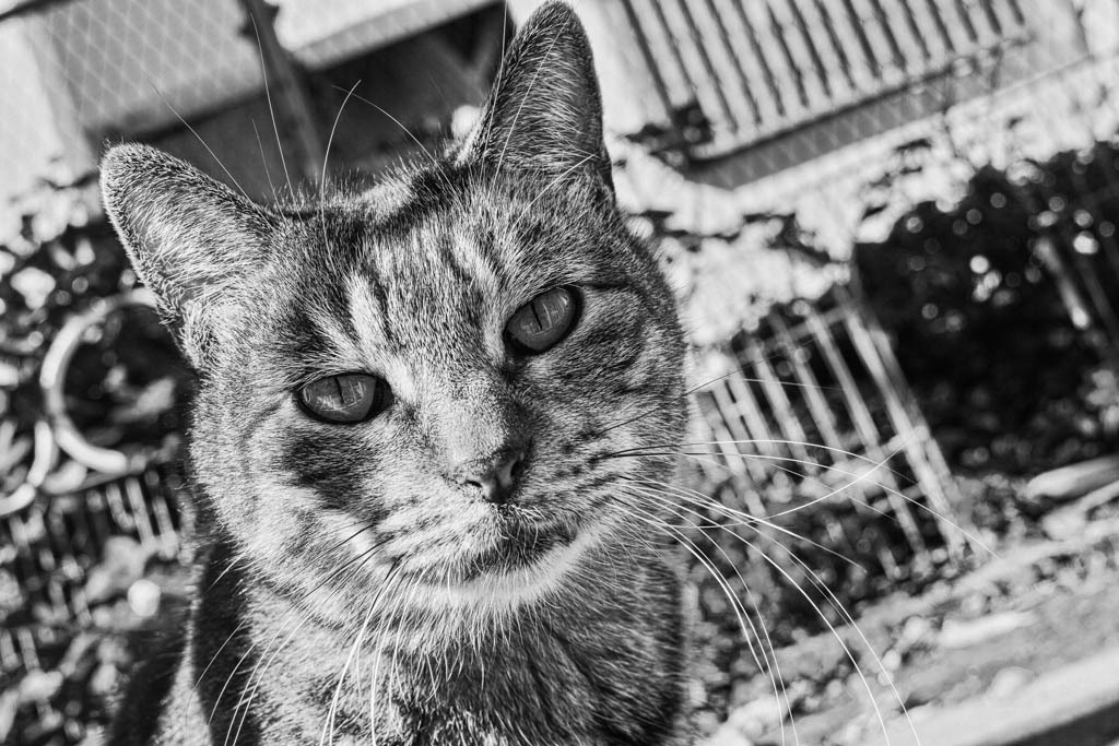20121118-_SDI1047