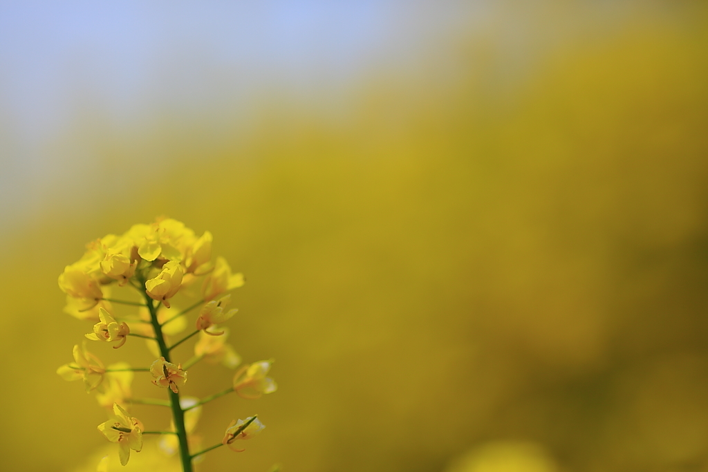 菜の花