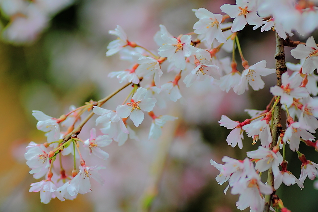 上野公園の桜