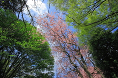 春から夏へ