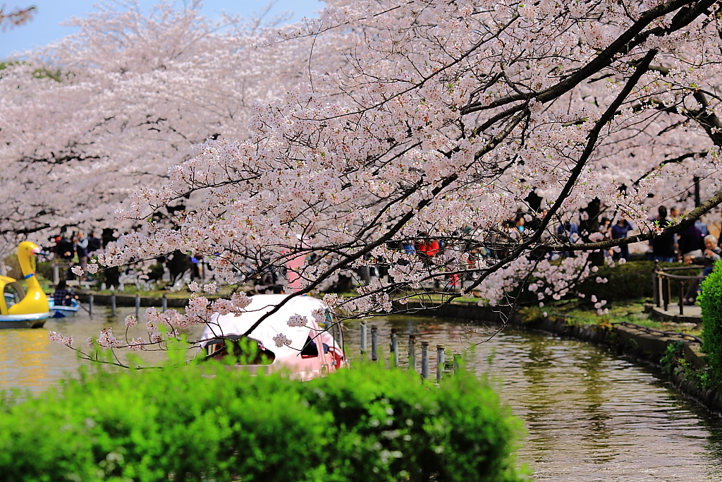 桜を探して〜不忍池