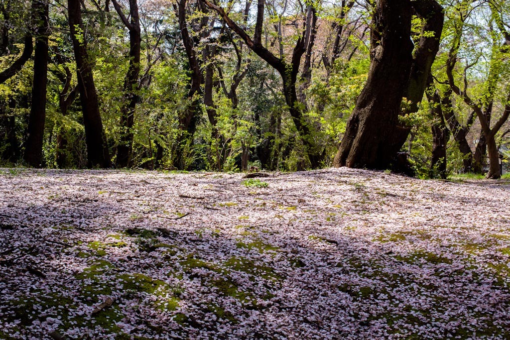 春の森