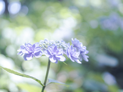 紫陽花