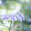 紫陽花