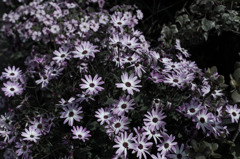 路傍の花