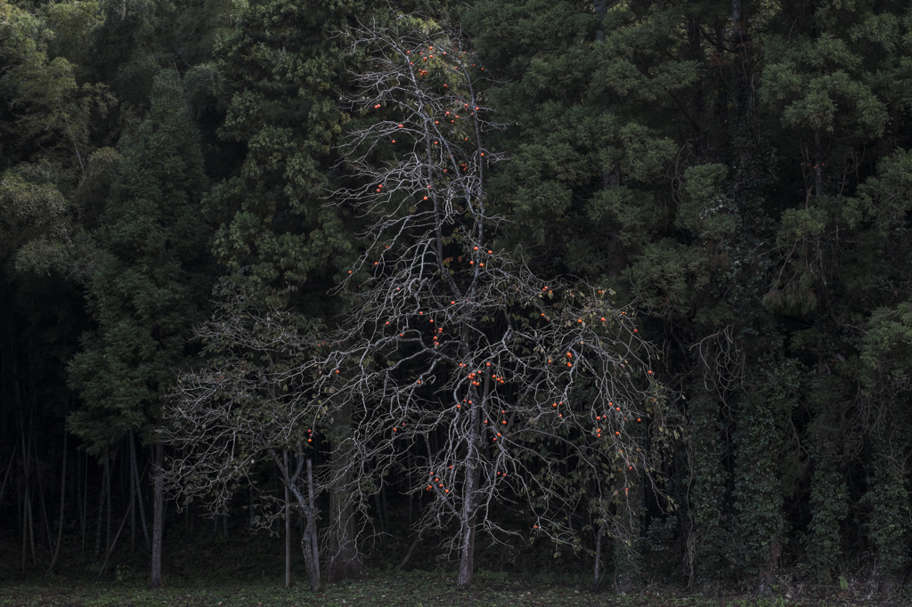 20131117-_DSF9576