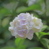 白山神社　紫陽花祭り