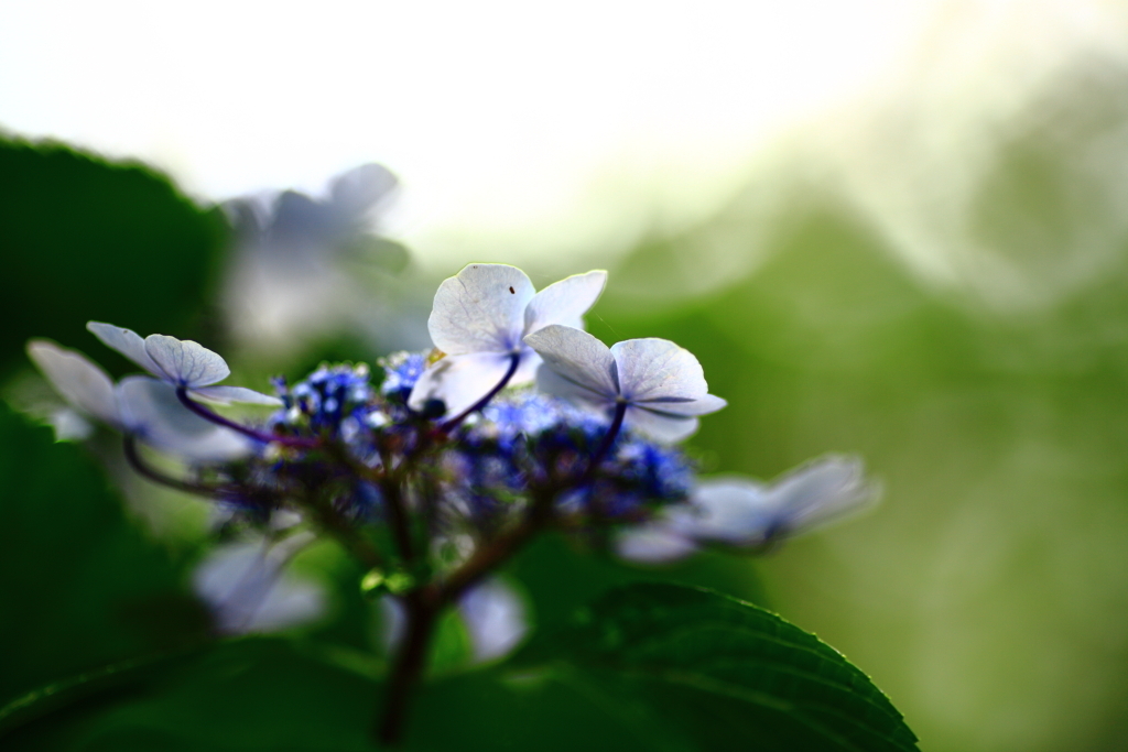 紫陽花