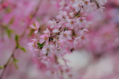 桜を探して〜隅田川
