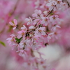 桜を探して〜隅田川