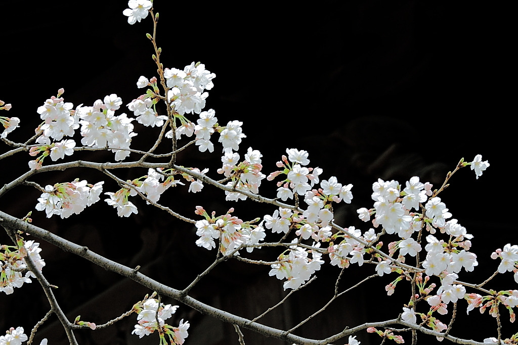 上野の桜