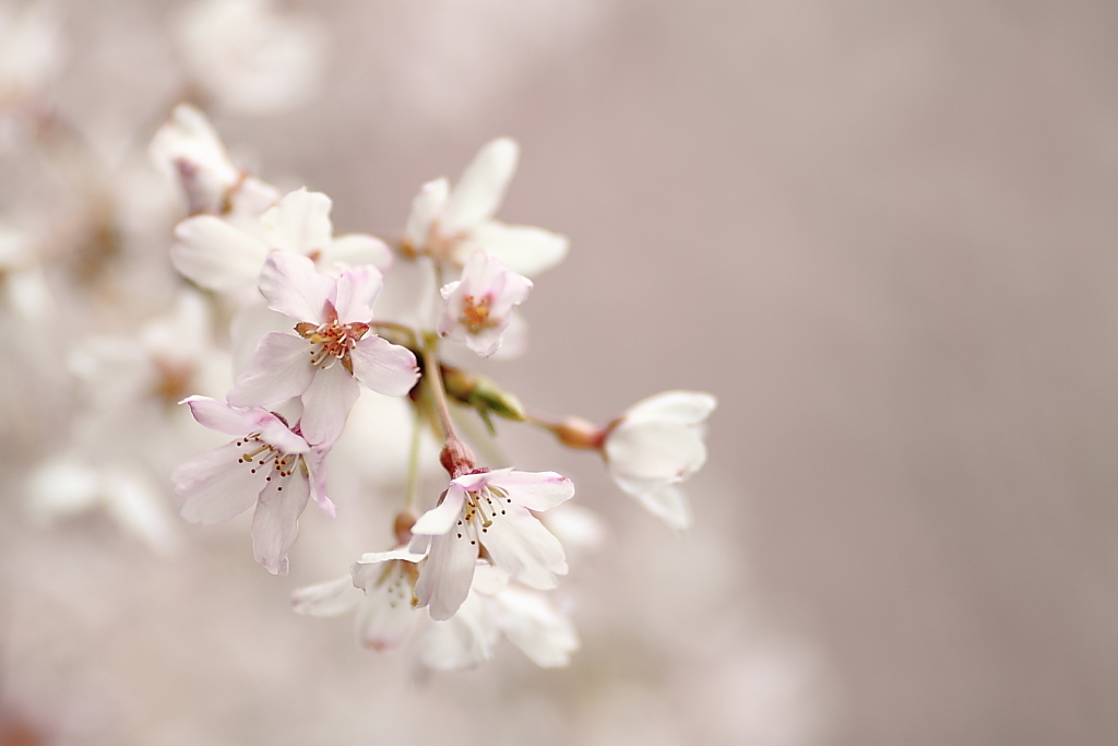 上野公園の桜