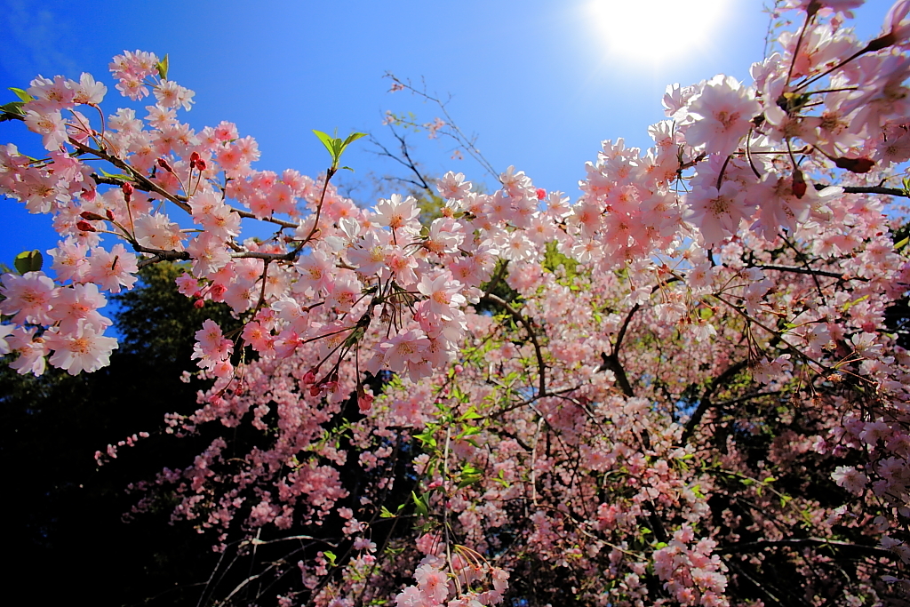 しだれ桜