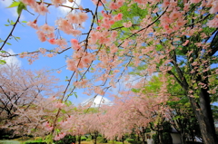 まだまだ桜！