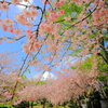 まだまだ桜！