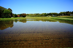 田植え