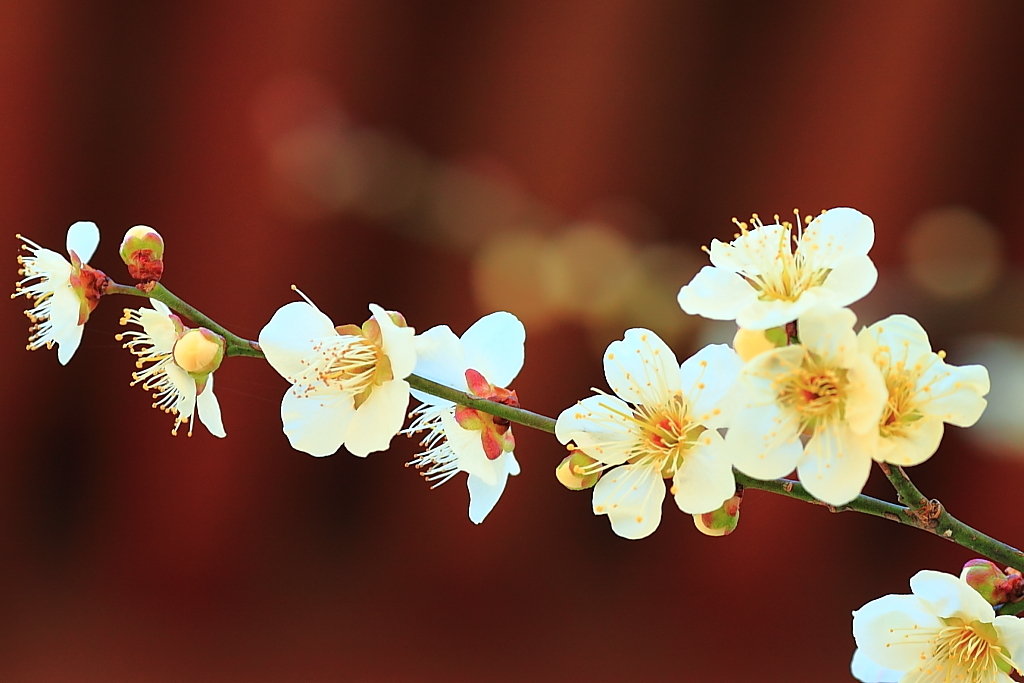 鳥居と白梅