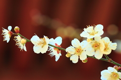 鳥居と白梅