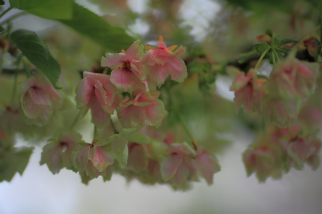 御衣黄桜