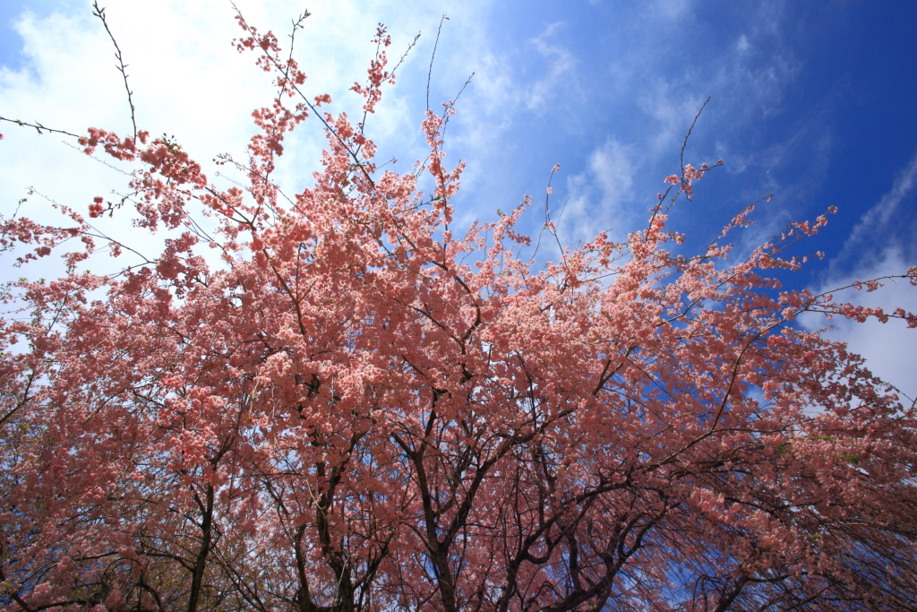 まだまだ桜！