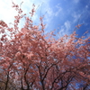 まだまだ桜！