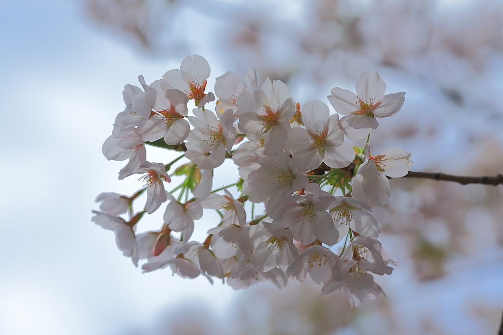 桜を探して〜千石