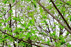 上野の桜