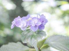 紫陽花
