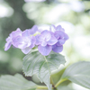 紫陽花
