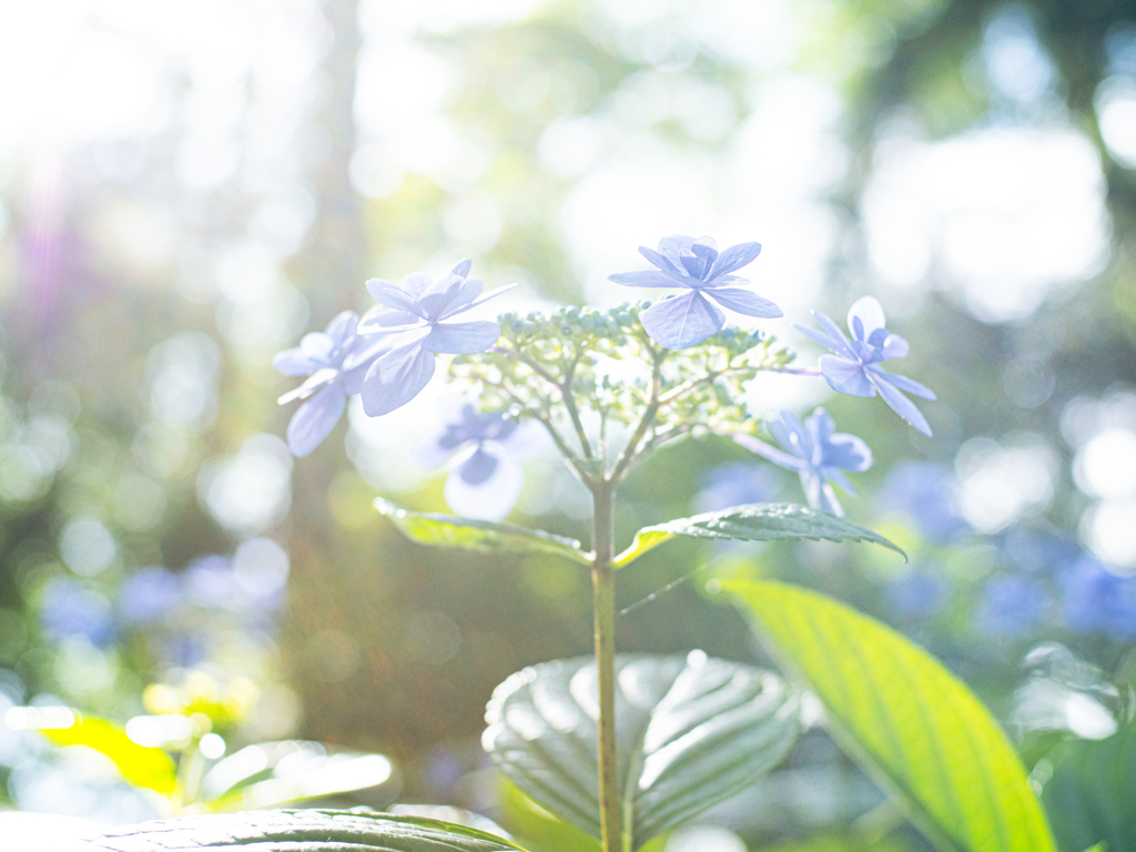 紫陽花