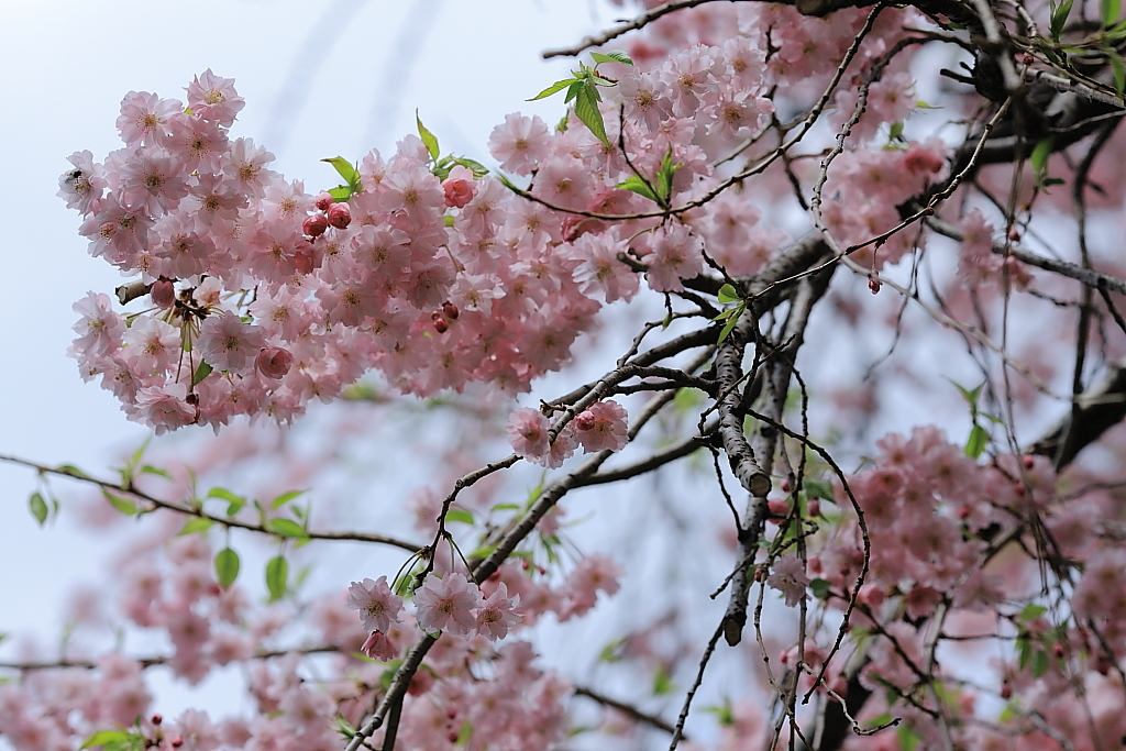 桜を探して〜千石