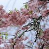 桜を探して〜千石