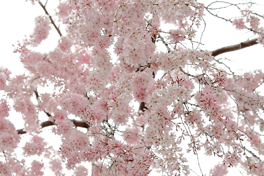 上野公園の桜