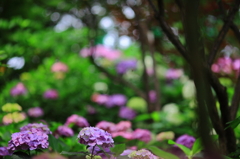 白山神社　紫陽花祭り