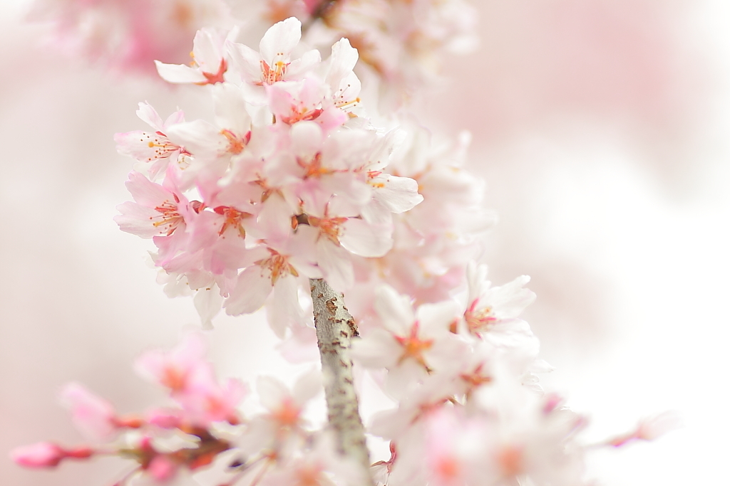 上野公園の桜