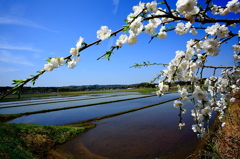 春の水田