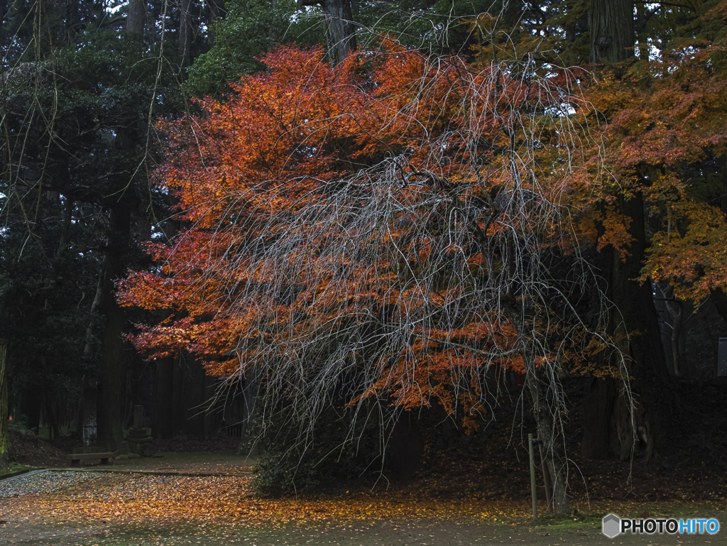 紅葉