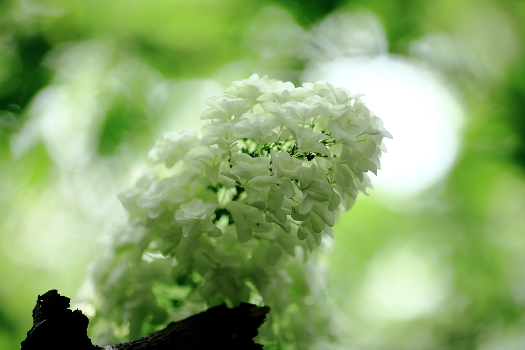 紫陽花