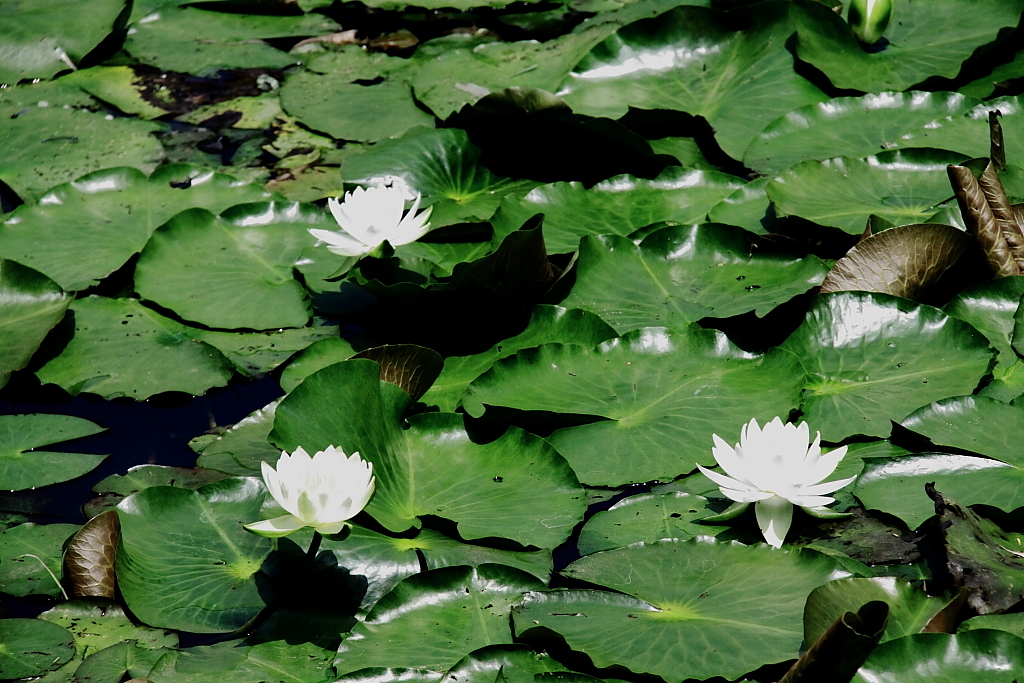 蓮華
